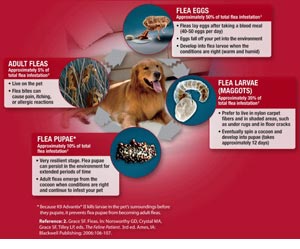 Dog flea life cycle
